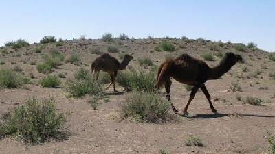 پارک ملی توران یا خارتوران منطقه حفاظت شده است