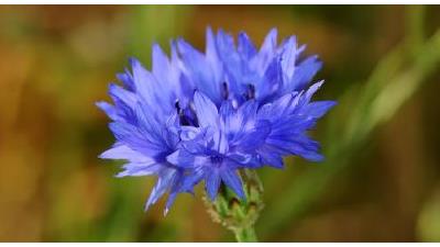 گل گندم در طب سنتی چه خواصی دارد