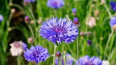 خاصیت های گیاه گل گندم چیست