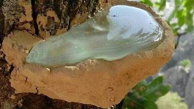 سقز برای چه بیماری هایی مفید است