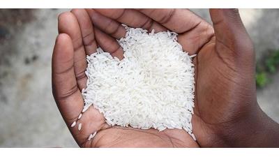 روش شناختن برنج با کیفیت ایرانی چگونه است