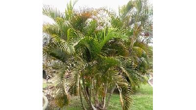 نگهداری از نخل پروانه در خانه راحت است