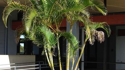 نخل پروانه به چه میزان نور و آب نیاز دارد