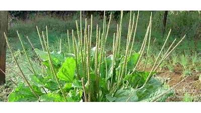 گیاه بارهنگ را چگونه مصرف کنیم