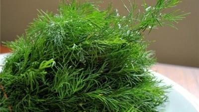 گیاه شوید باعث کاهش قند و فشار خون می شود