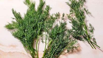 مصرف شوید می تواند عوارض و مضراتی داشته باشد