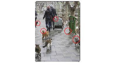 جواب معمای تصویری