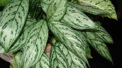 گیاه همیشه سبز چینی به چه مقدار نور و آب نیاز دارد