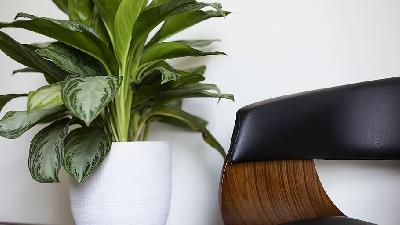 گیاه آگلونما را چگونه تکثیر کنیم