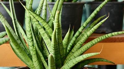 سانسوریا را چطوری قلمه بزنیم