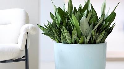 هر چند وقت یکبار به سانسوریا آب بدهیم