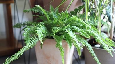 چگونه از سرخس در خانه مراقبت کنیم