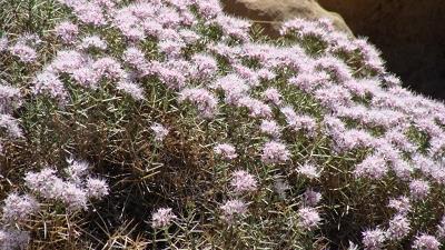 فواید چوبک در طب سنتی چیست