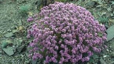 گیاه چوبک چه خاصیت هایی دارد