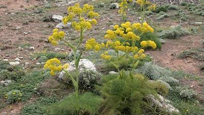 خاصیت های گیاه باریجه چیست