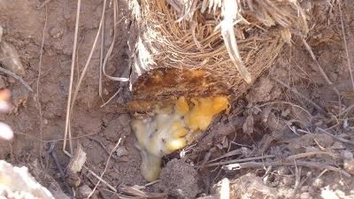 باریجه در طب سنتی چه کاربردهایی دارد