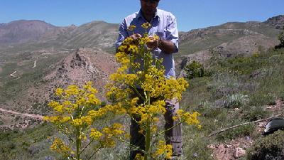 مضرات مصرف باریجه چیست