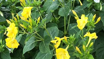 روش نگهداری از گل لاله عباسی چگونه است