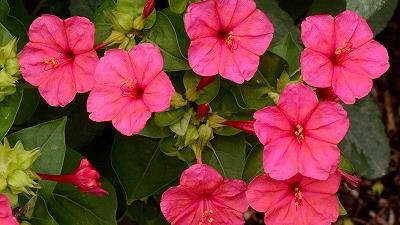 گل لاله عباسی را چگونه بکاریم