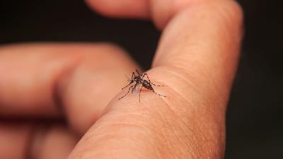 عسل برای درمان خانگی نیش حشرات مفید است