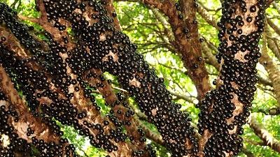 جابوتیکابا یک میوه بومی برزیل است