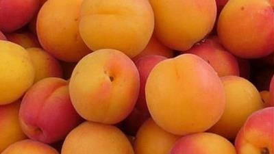 دسر میوه ای زردآلو را چطور مجلسی درست کنیم