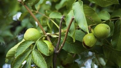 پرورش درختان گردو