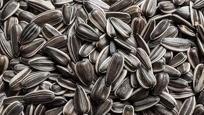 طرز بو دادن تخمه در خانه