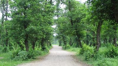 چگونه به پارک جنگلی کیاشهر برویم