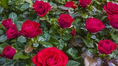 گل رز از گل های زینتی مناسب برای فروش در خانه است