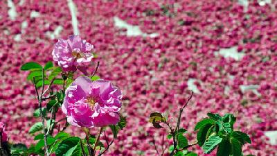 گل محمدی چه خاصیت هایی دارد