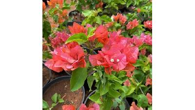 روش تکثیر گل کاغذی چگونه است