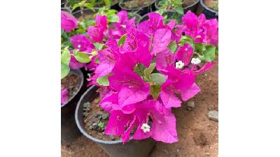 از گل کاغذی چگونه مراقبت کنیم