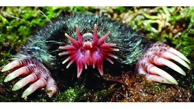 عکس عجیب ترین موجودات جهان