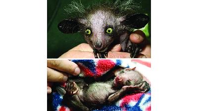 عکس عجیب ترین موجودات جهان