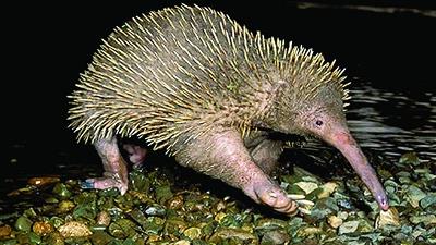 عکس عجیب ترین موجودات جهان