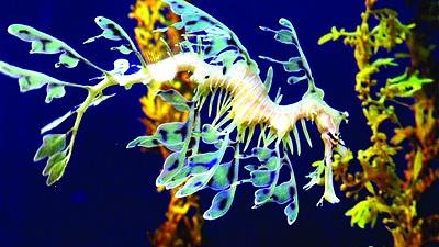 عکس عجیب ترین موجودات جهان