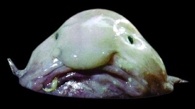 عکس عجیب ترین موجودات جهان