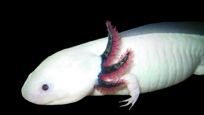 عکس عجیب ترین موجودات جهان