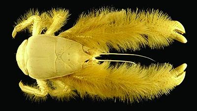 عکس عجیب ترین موجودات جهان