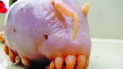 عکس عجیب ترین موجودات جهان