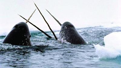 عکس عجیب ترین موجودات جهان