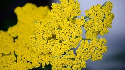 گیاه بومادران برای چی خوب است