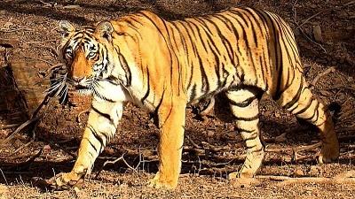 ببر مازندران در کجا دیده شده است