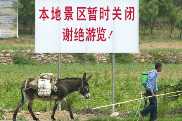 بحران کمبود خر در چین