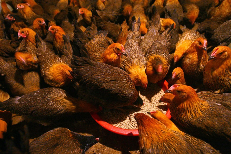 آنتی‌بیوتیک‌ و صنعت طیور آمریکا