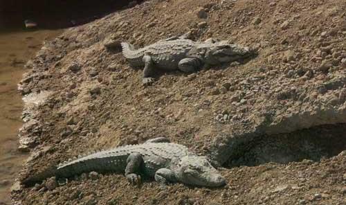 مرگ خاموش گونه‌ها