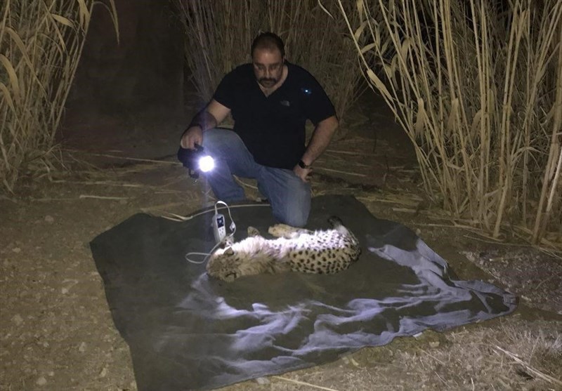 رباینده توله یوزپلنگ آسیایی محیط‌بان است