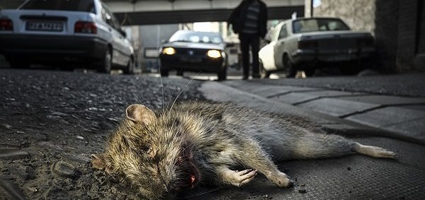 نمی‌توانیم موش‌های تهران را منقرض کنیم