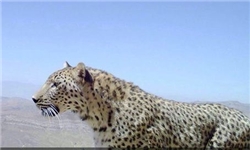 ثبت حضور ۱۰ پلنگ در پارک ملی بمو